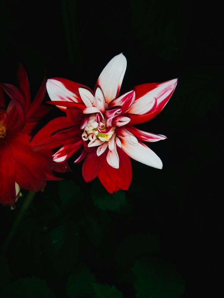 Dahlia flower....