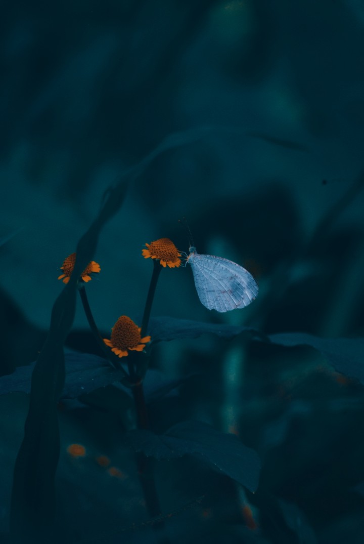 Flower Story