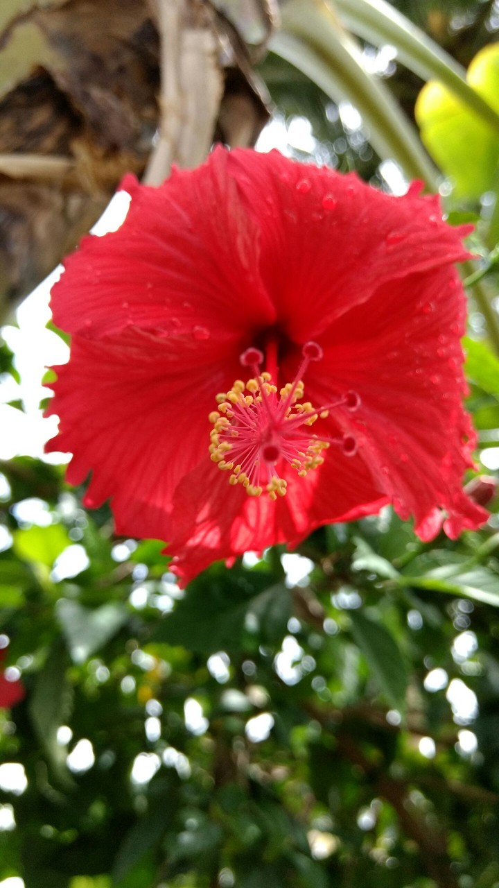 flower