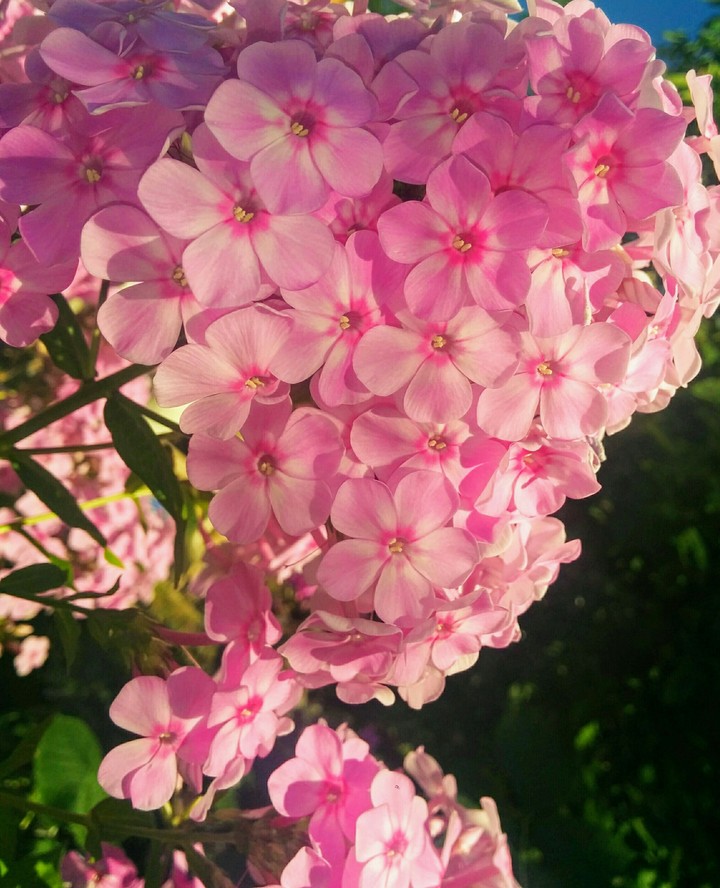 pink Flower