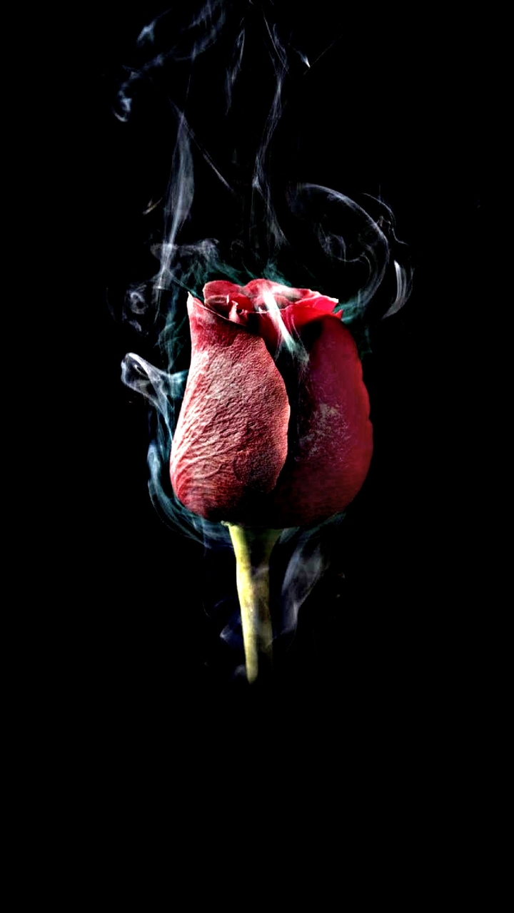 rose