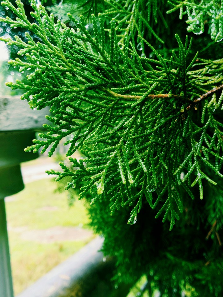 Grtree