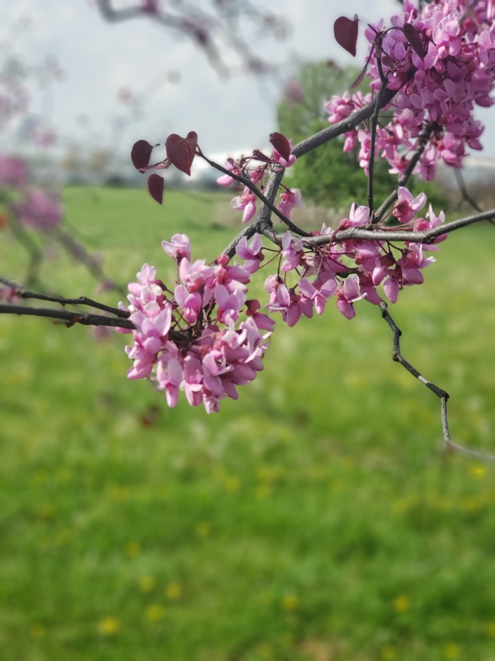 Cherry Blossom