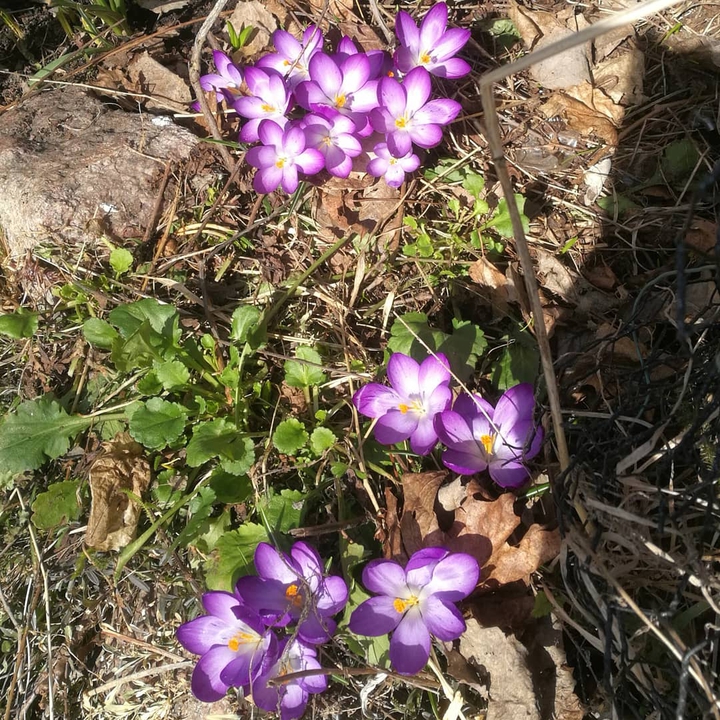 Spring flowers