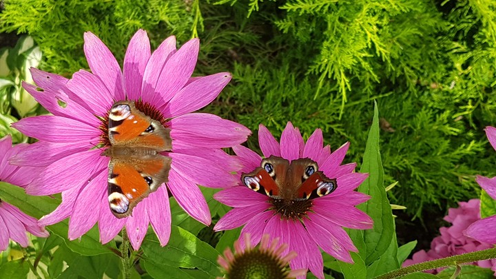 Butterflys