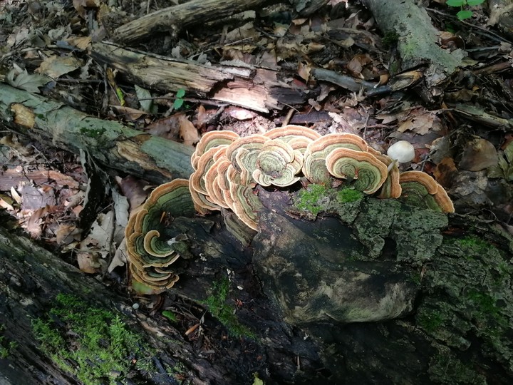 Colourful mushroom