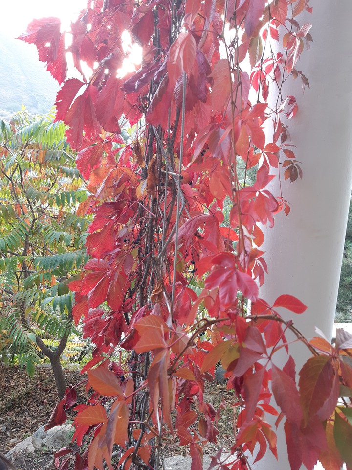 Autumn in Bishkek