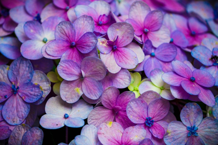 vibrant colour... Flowers
