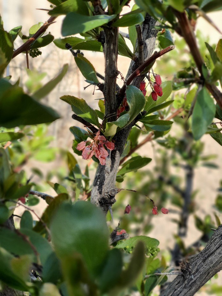 barberry
