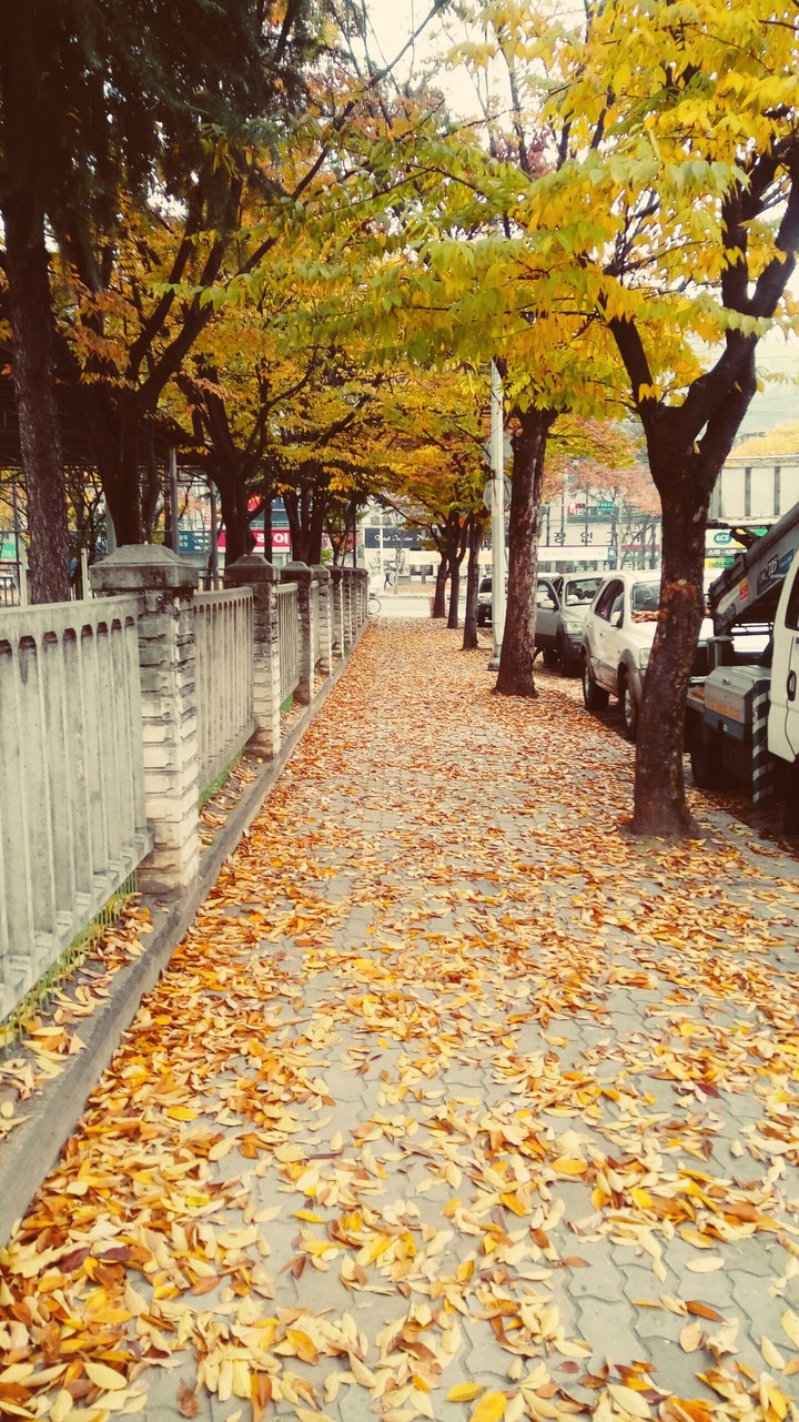 단풍