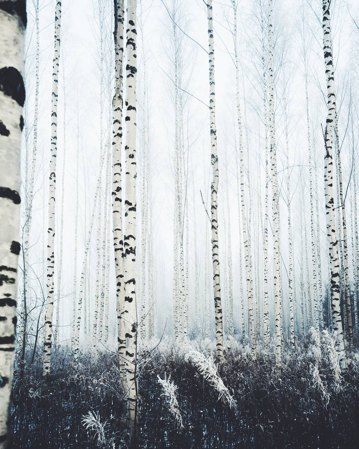 Winter trees