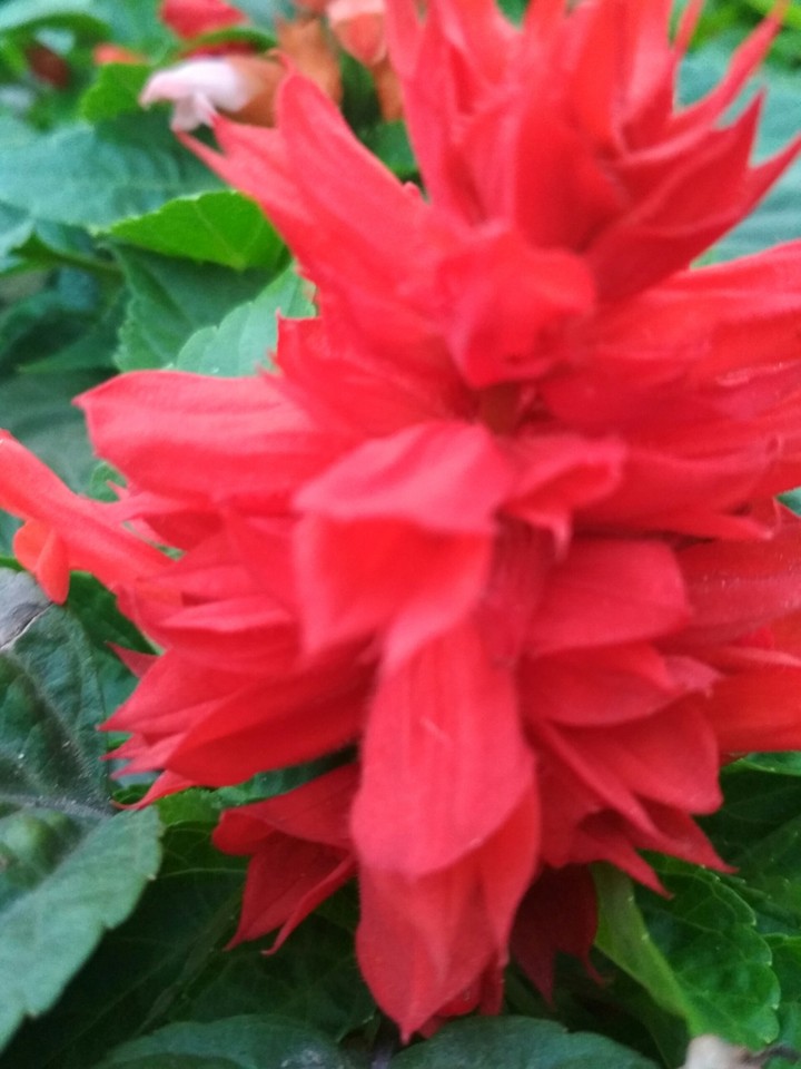 Red bunch