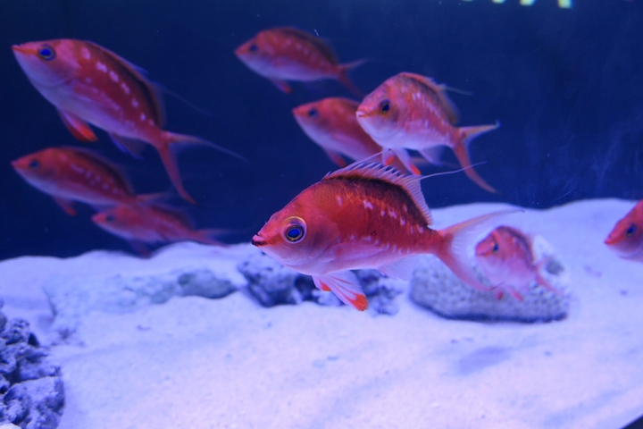 魚