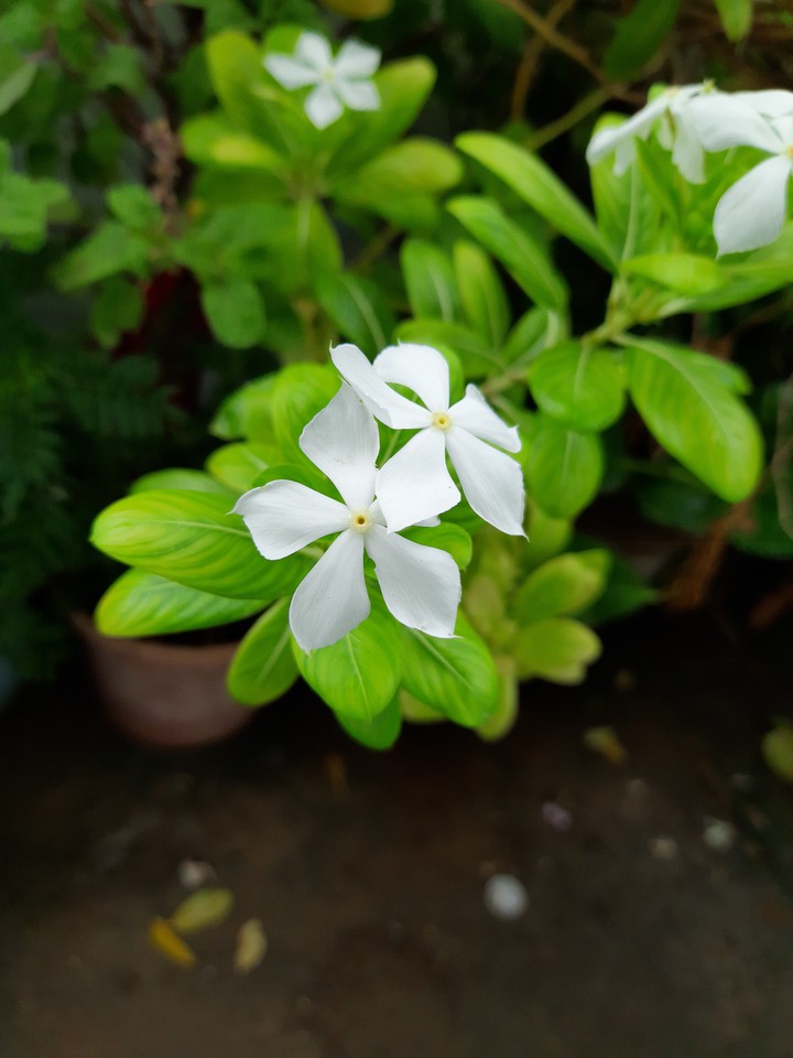 flower