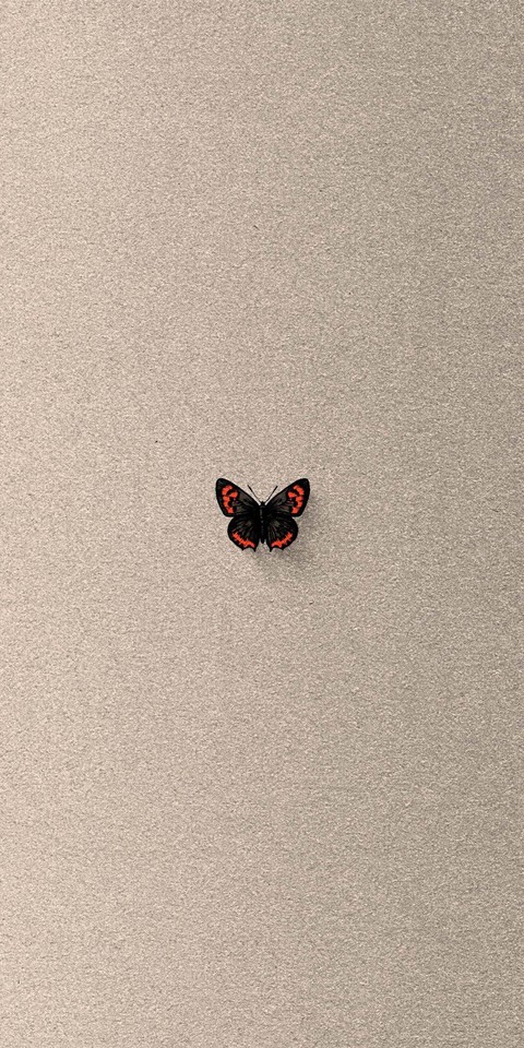 insect, wing वॉलपेपर