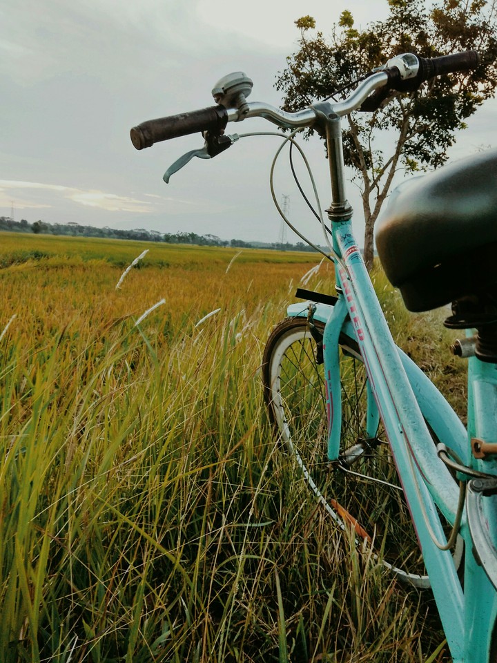 Cycle in the rice field