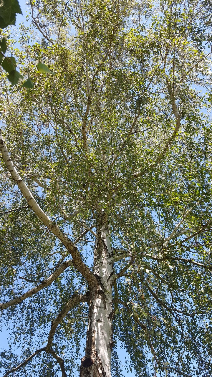 Birch