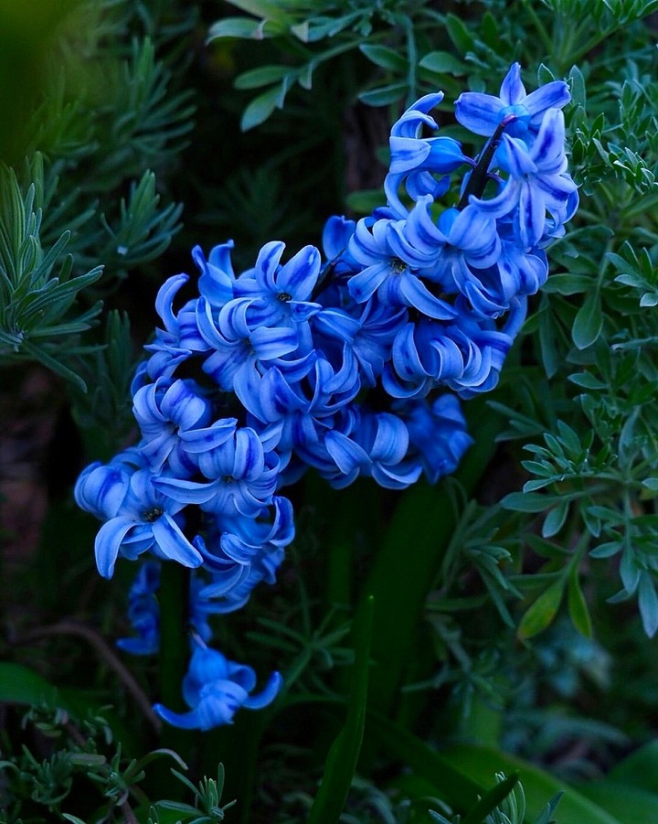 hyacinth