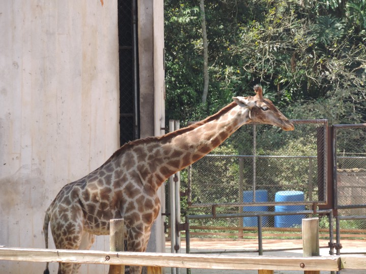 Girafa