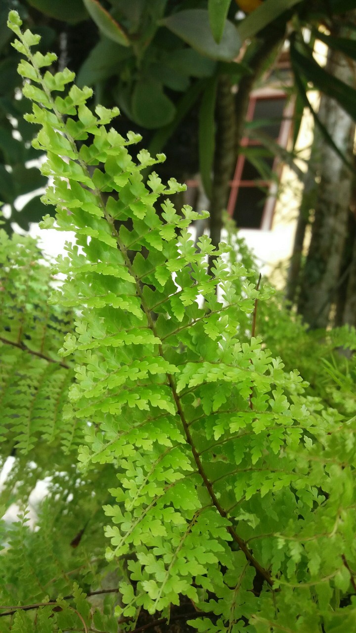 Sambambaia