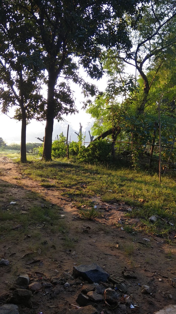 Nature