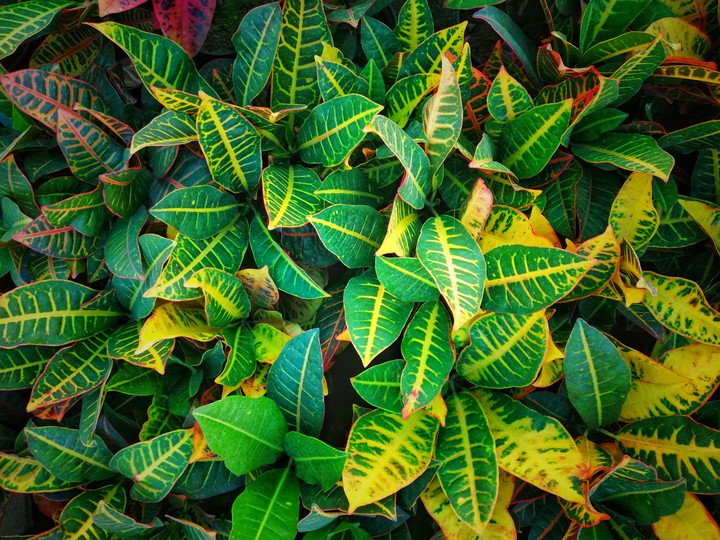 Plant