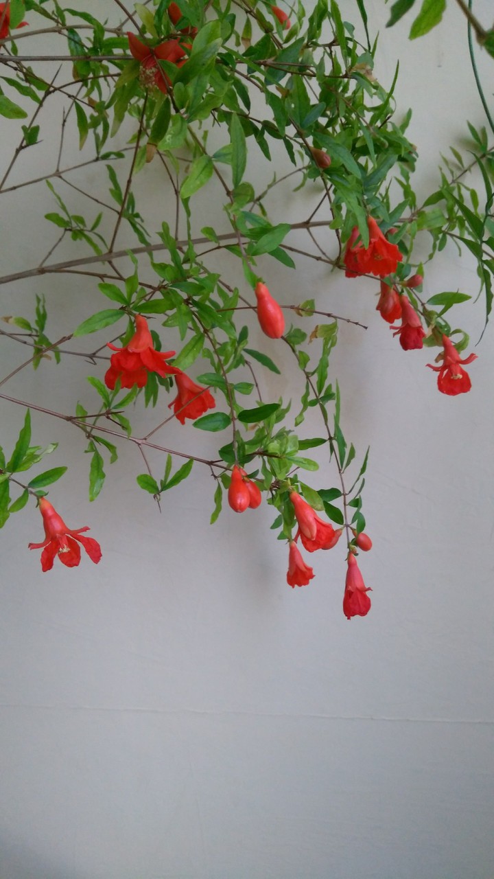 punica granatum flowers