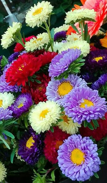 chrysanths, flower háttérképek