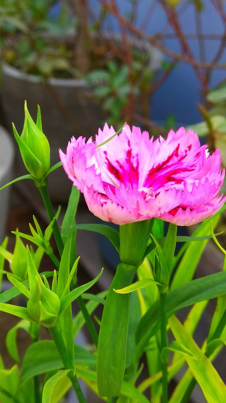 flower 01