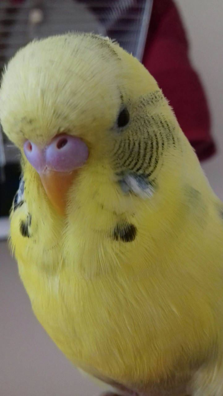 mt cute pet
