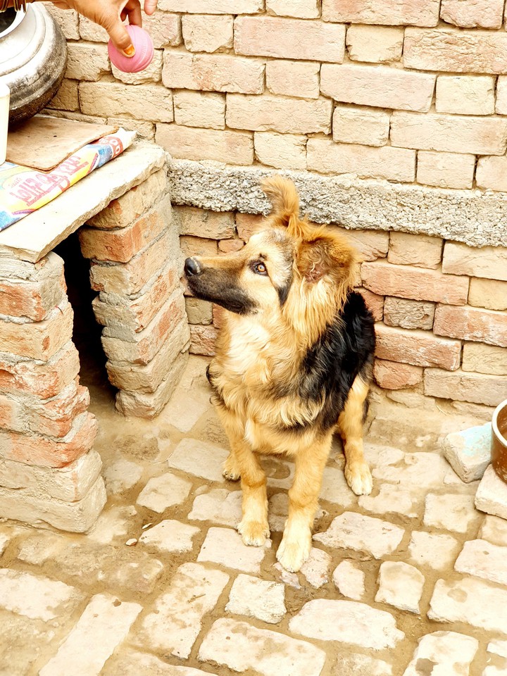 Hd dogs wallpaers