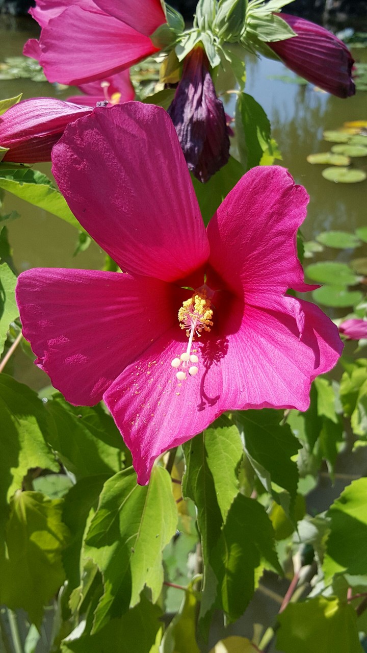 Flower