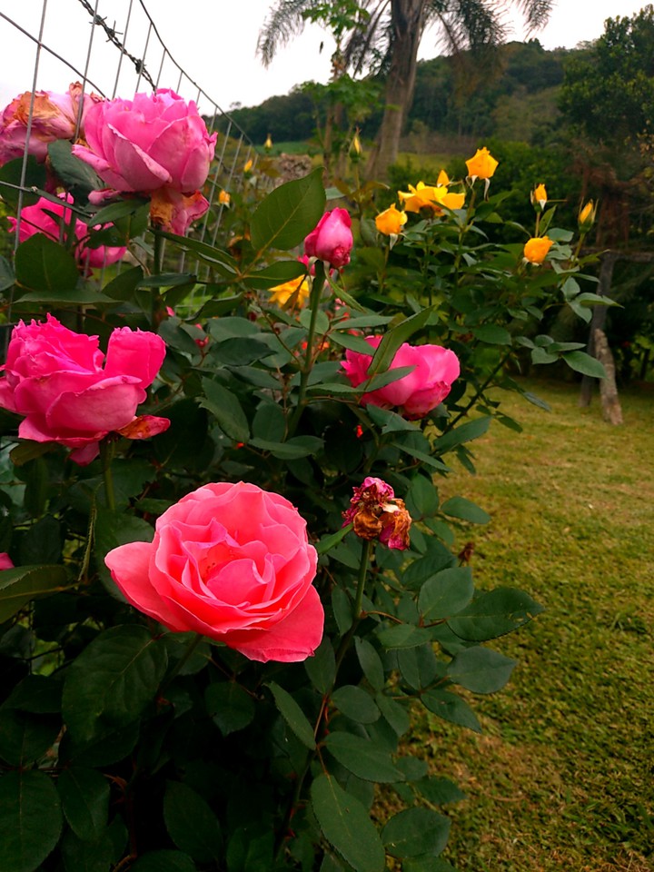 roses