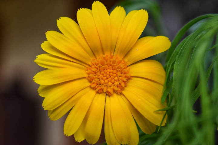 #Flower