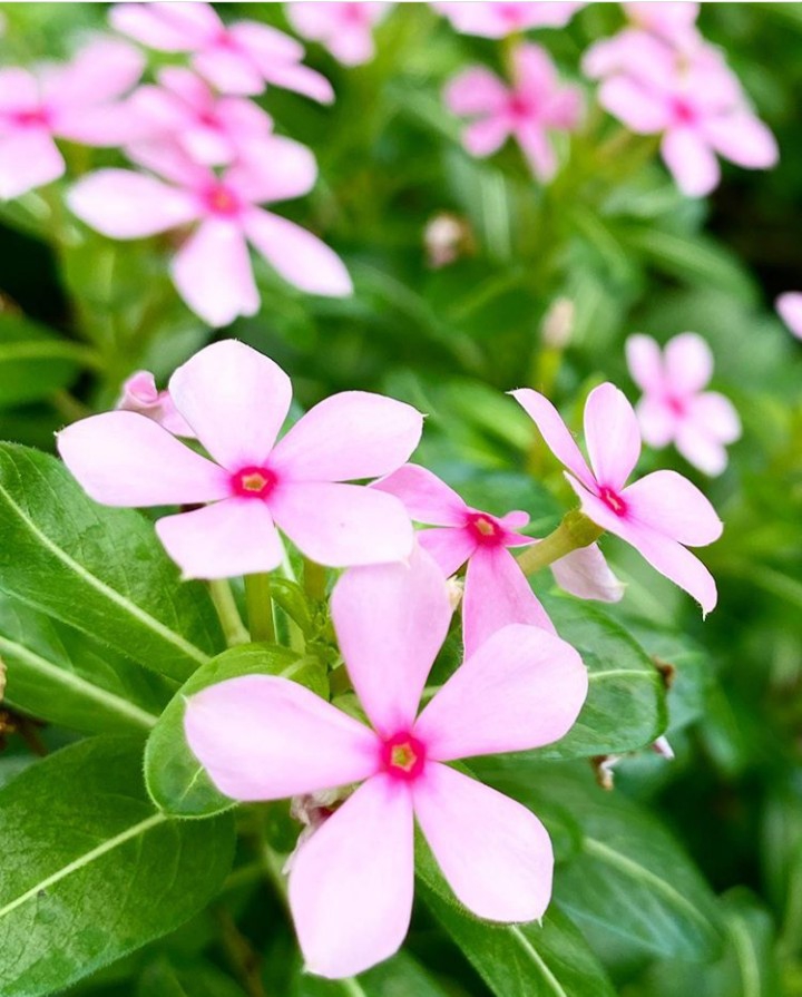 ღ✿◠‿◠✿ღ