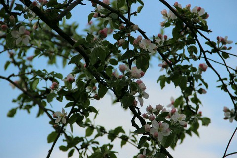 Apple Tree