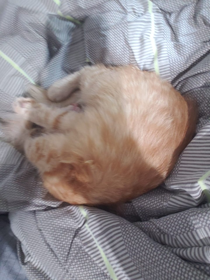 friend's cat