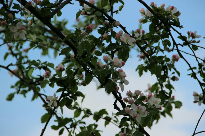 Apple Tree