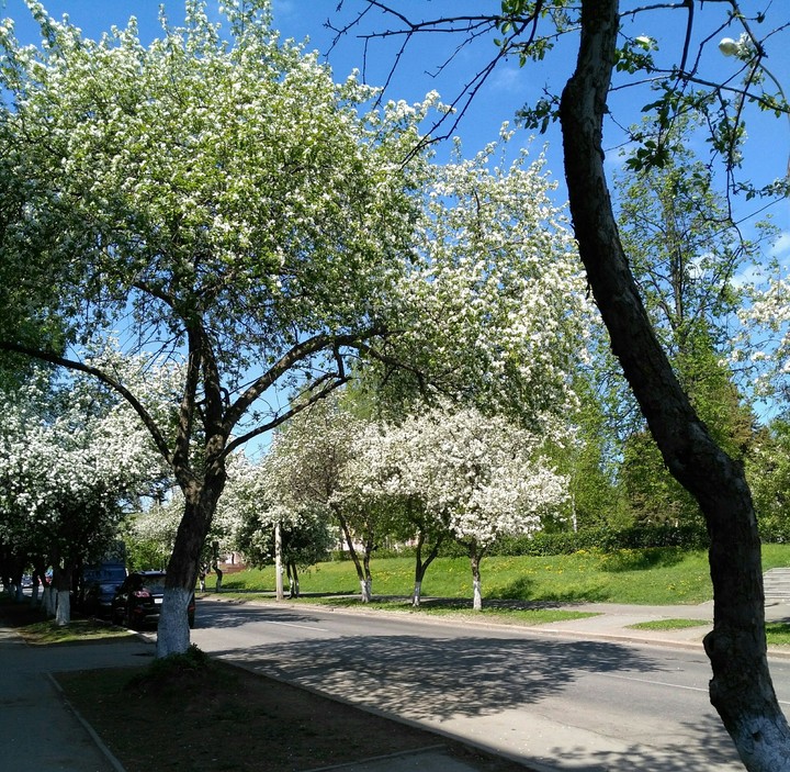 Spring