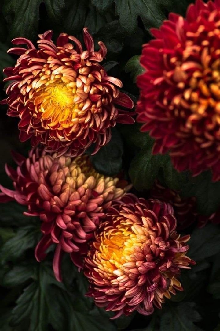 Chrysanthemum