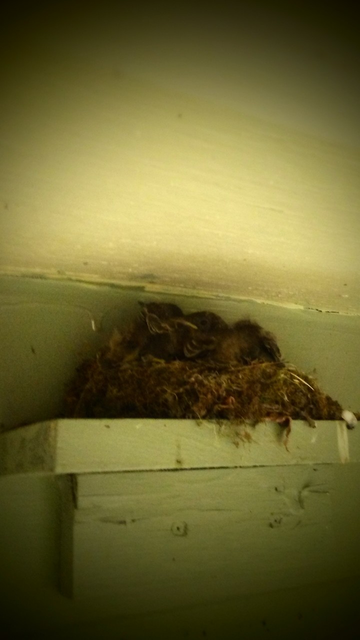 nest