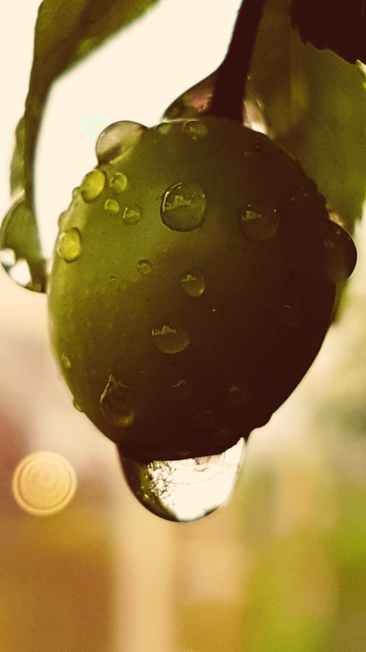 Rainy sloe