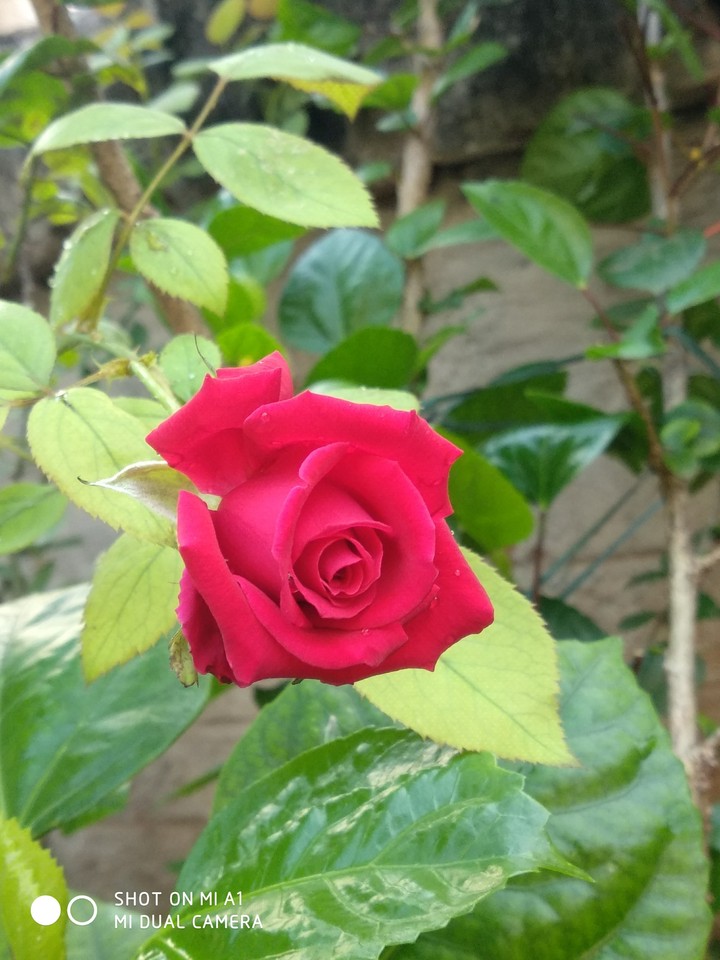 red rose