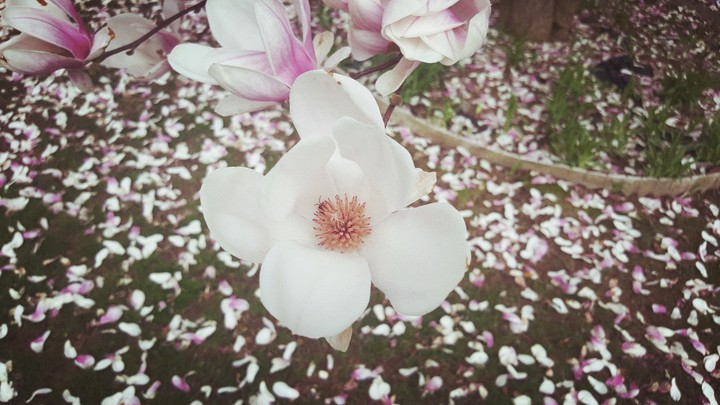 Blossoms