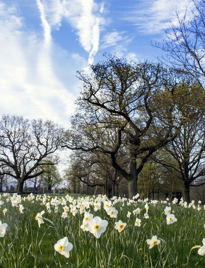 Primavera