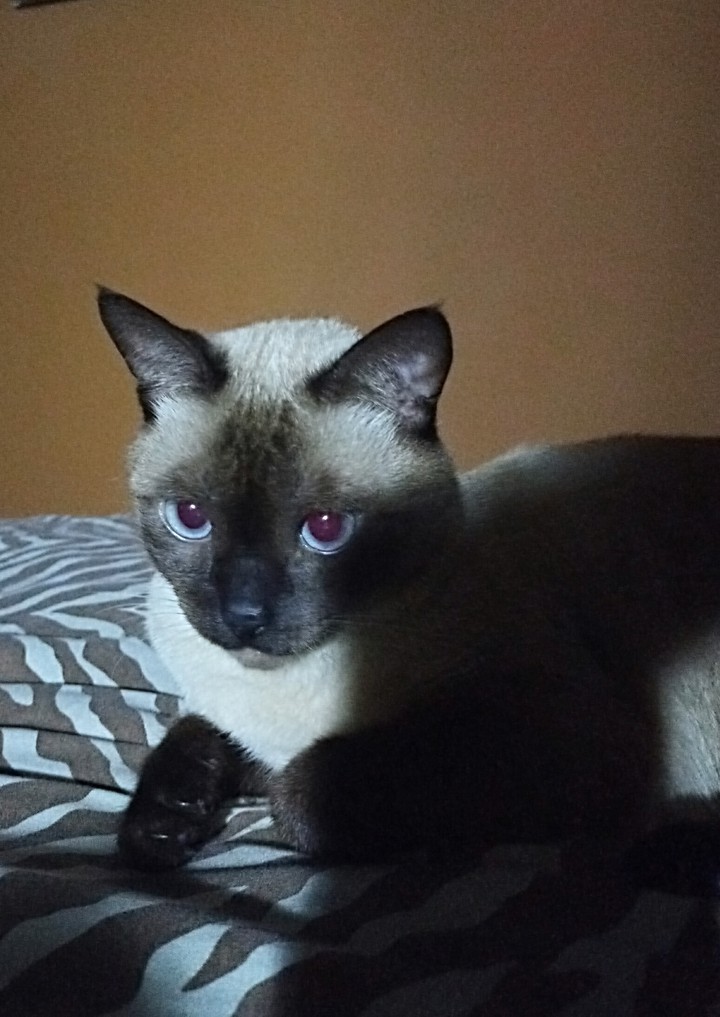 siamese cat Lucas