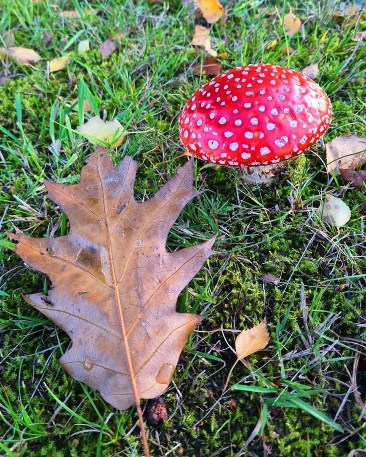 Herbst