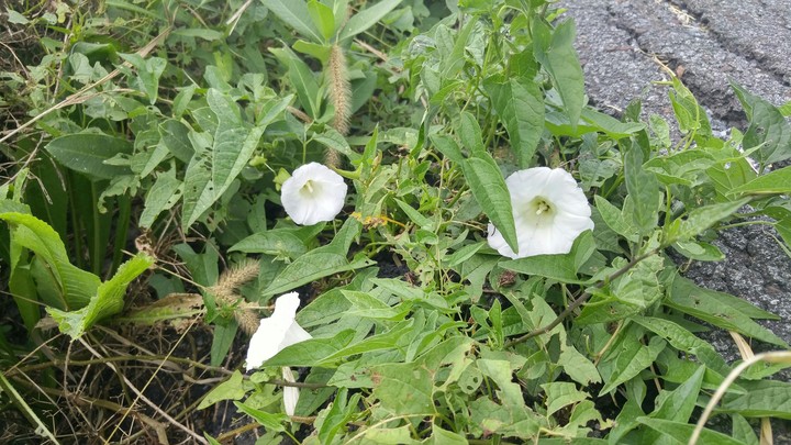 Roadside Blooms, White