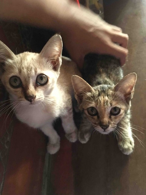kitty