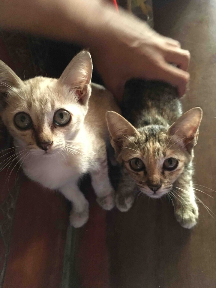 kitty